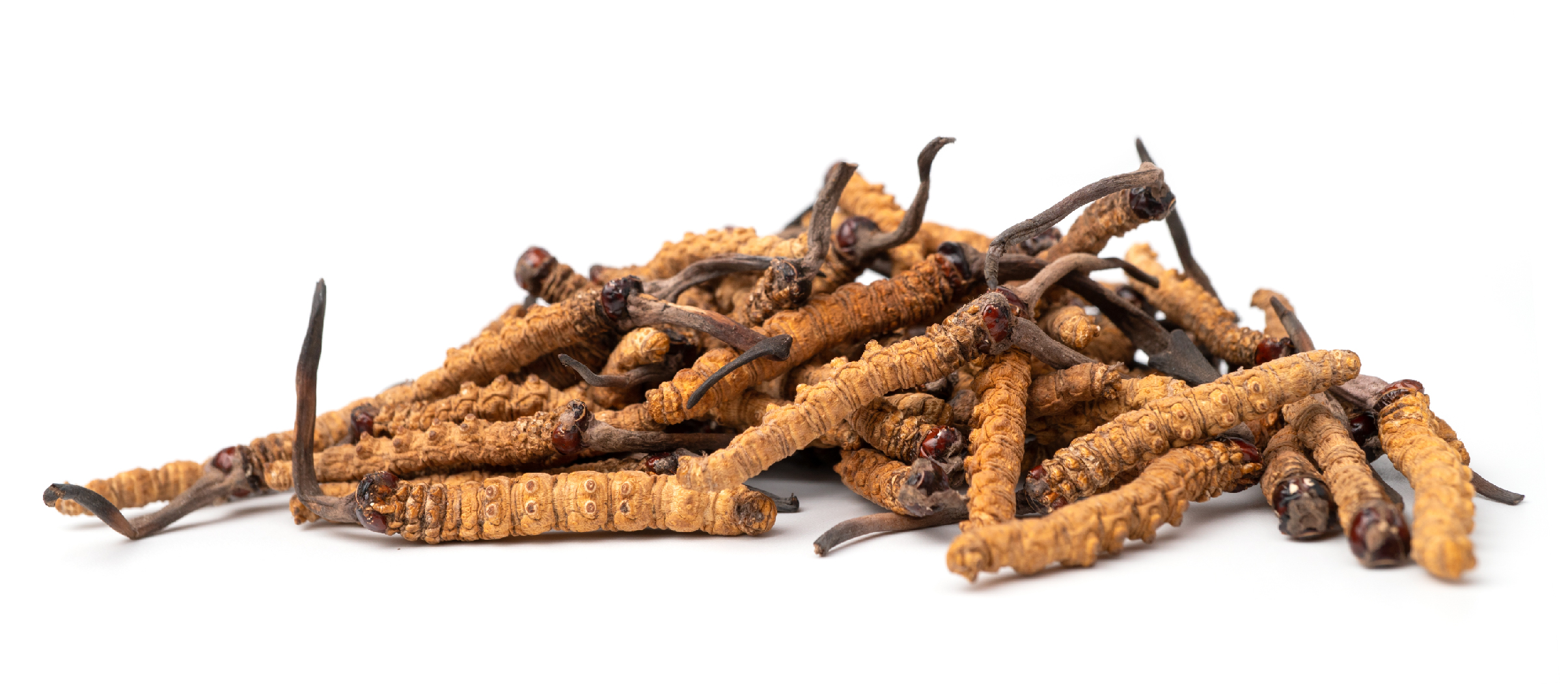 cordyceps terbaik 